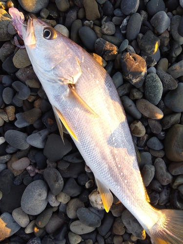 ニベの釣果