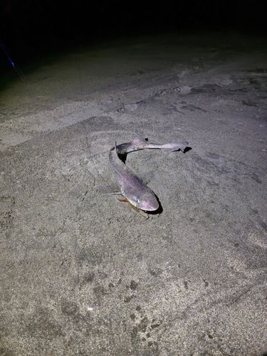 ドチザメの釣果