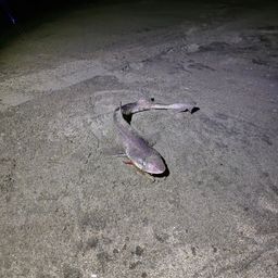 ドチザメ
