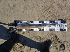 ドチザメの釣果