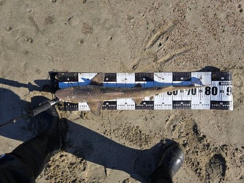 ドチザメの釣果