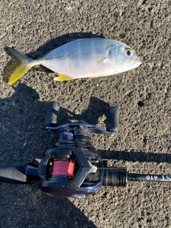 メッキの釣果