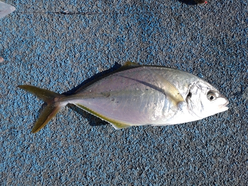 新地町海釣り公園