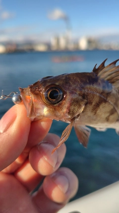 メバルの釣果