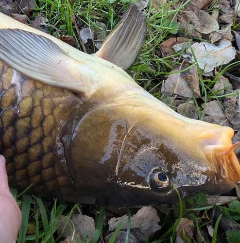 コイの釣果