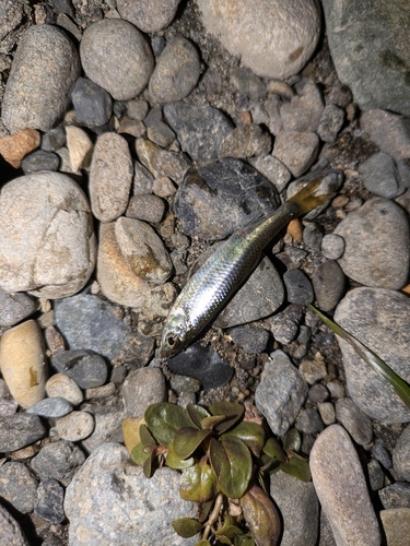 オイカワの釣果