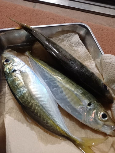 アジの釣果