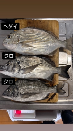 クロダイの釣果