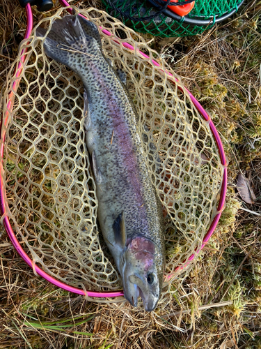 ニジマスの釣果