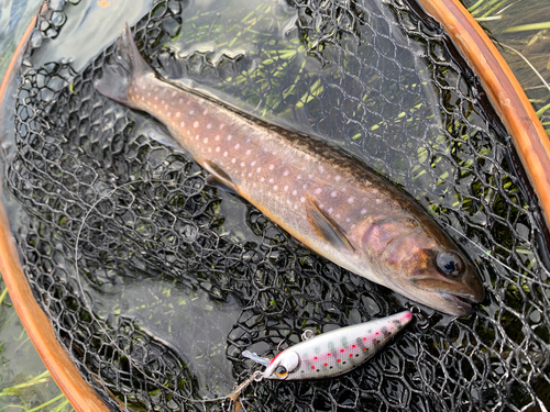 アメマスの釣果