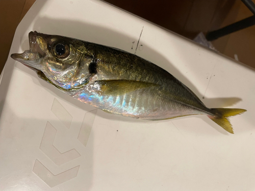 マアジの釣果