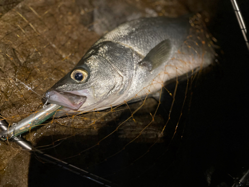 ヒラスズキの釣果