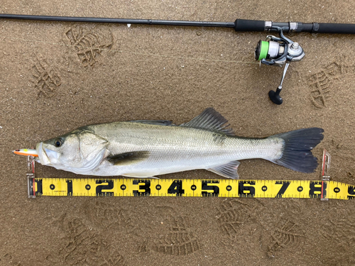 シーバスの釣果