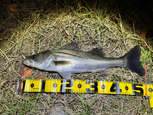 フッコ（マルスズキ）の釣果