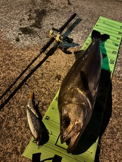 シーバスの釣果