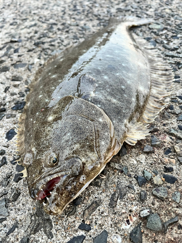 ヒラメの釣果