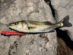 セイゴ（マルスズキ）の釣果