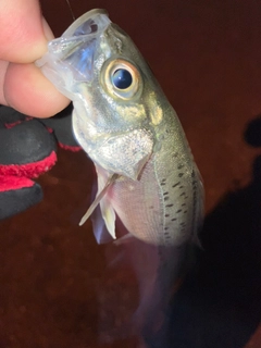 セイゴ(マルスズキ)の釣果