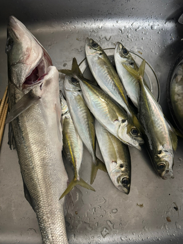 シーバスの釣果