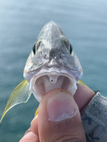 オキフエダイの釣果