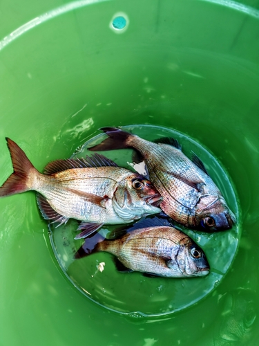 タイの釣果