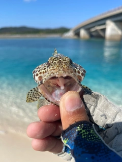 カンモンハタの釣果