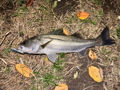 フッコ（マルスズキ）の釣果