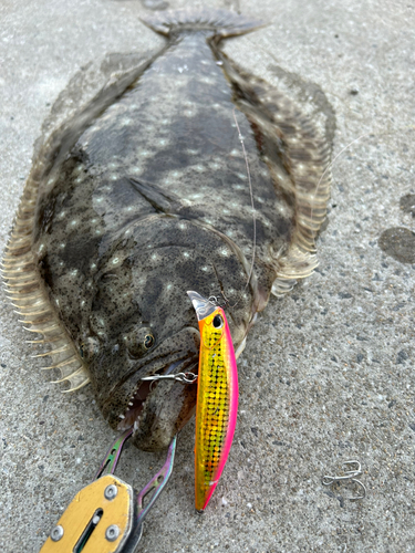 ヒラメの釣果