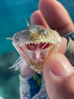 エソの釣果