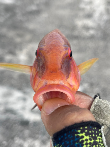 オジサンの釣果