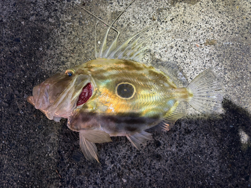 マトウダイの釣果