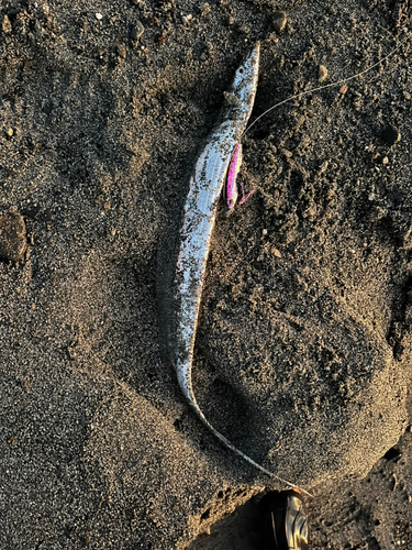 タチウオの釣果