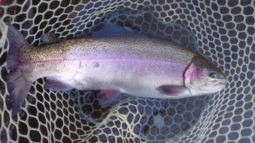 ニジマスの釣果