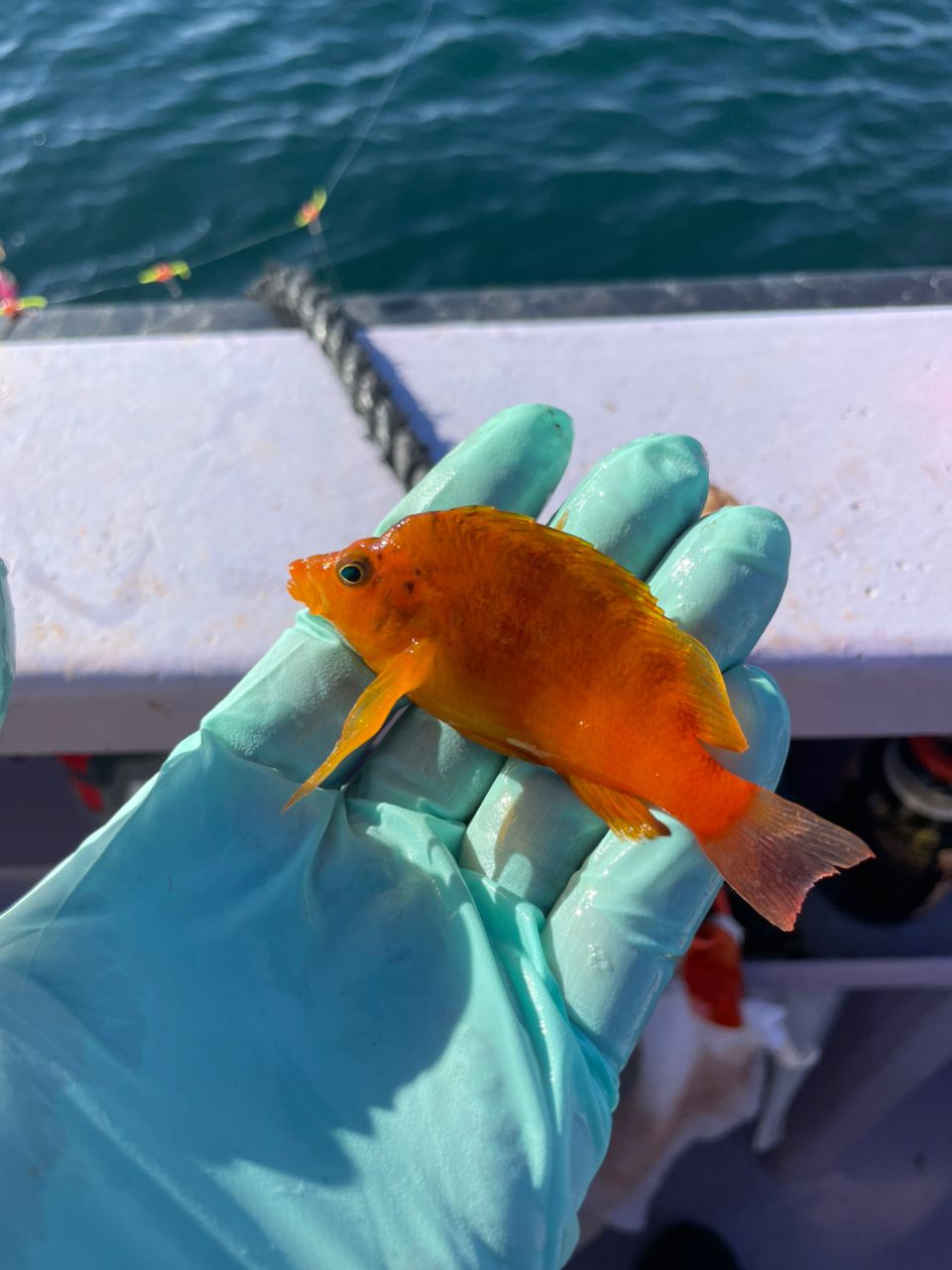 ホルスですさんの釣果 3枚目の画像