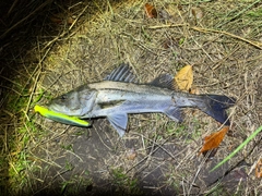 フッコ（マルスズキ）の釣果