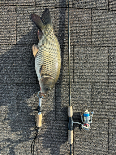 フナの釣果