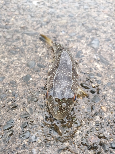 クサフグの釣果