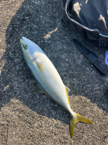 ハマチの釣果