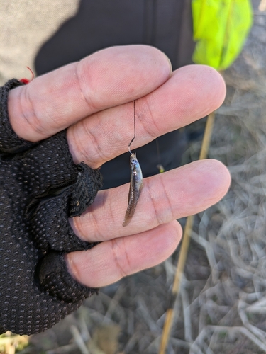 モツゴの釣果