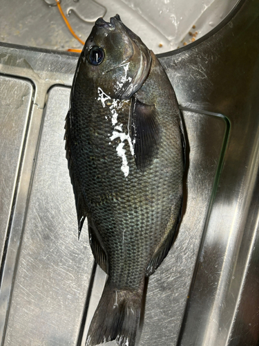 クチブトグレの釣果