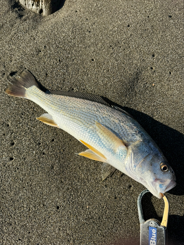 シログチの釣果