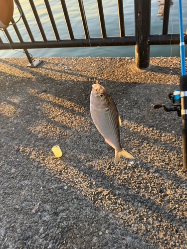 コノシロの釣果