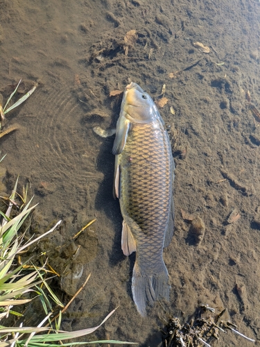 烏川（群馬）