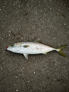 ヤズの釣果