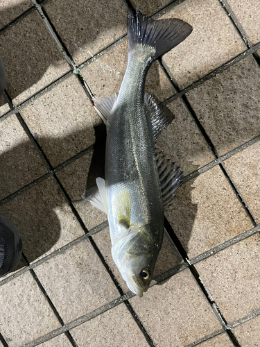 セイゴ（タイリクスズキ）の釣果