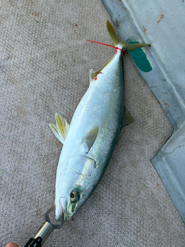 ハマチの釣果