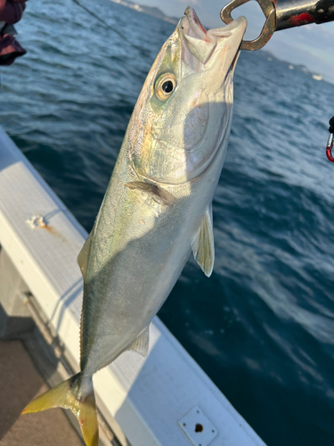 ハマチの釣果