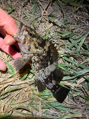 ソイの釣果