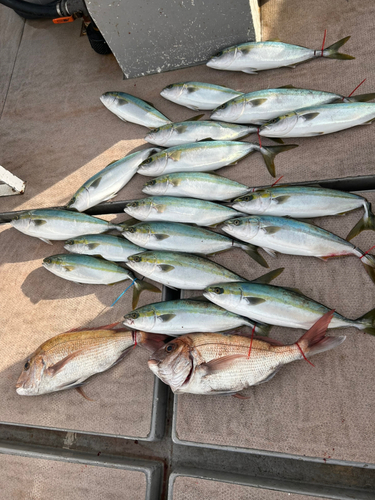 ハマチの釣果