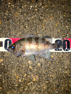 シロメバルの釣果